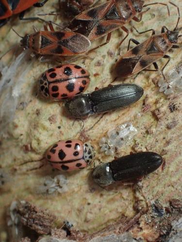Réf. 223 477 : Cardiophorus sp.